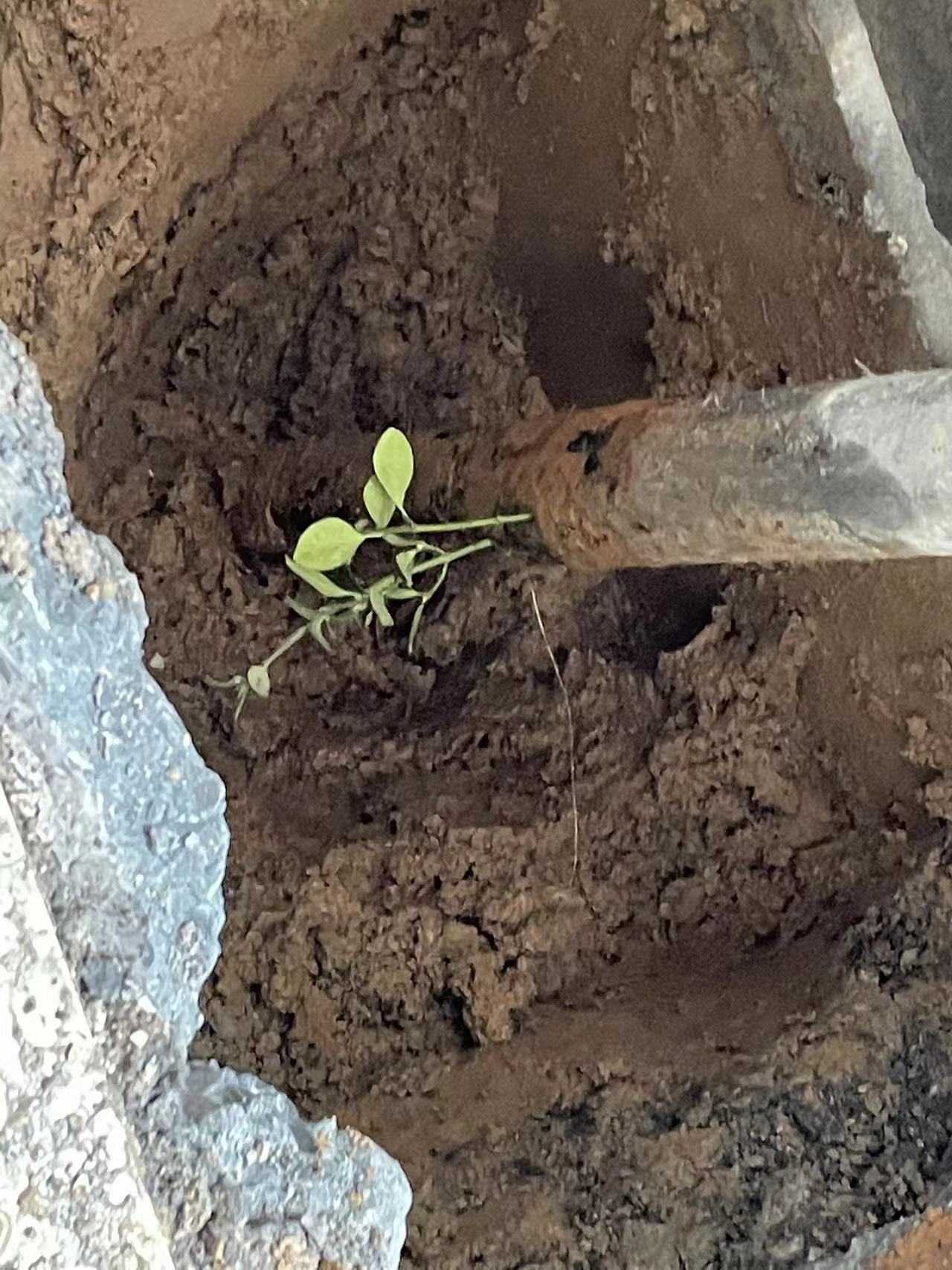 【外網(wǎng)測漏】鎮(zhèn)江健力寶飲料